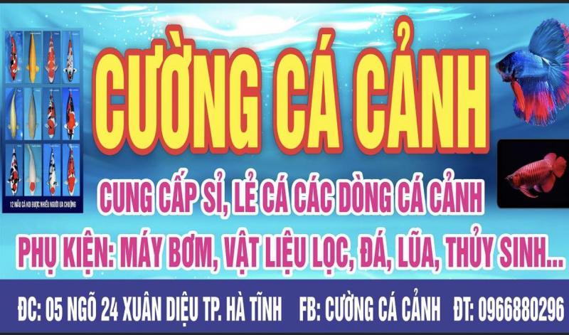 Top 5 địa chỉ bán cá cảnh và bể cá uy tín, đẹp nhất tại Hà Tĩnh