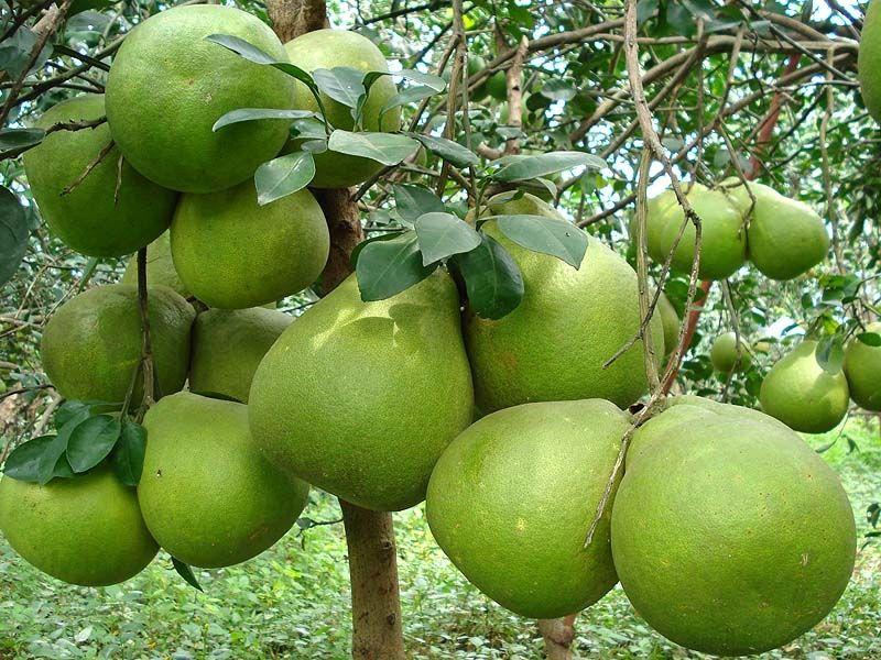 Top 10 Loại quả Việt Nam không bao giờ nhập khẩu từ Trung Quốc
