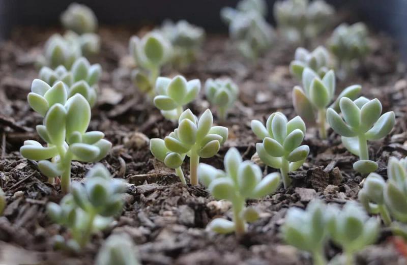 Top 9 Điều thú vị về cây sen đá mà bạn chưa biết