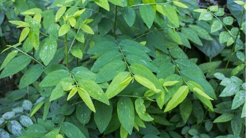 4 cách chữa nấm miệng cho trẻ hiệu quả tại nhà từ mẹo dân gian