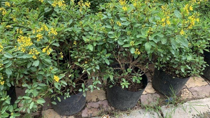 Cây kim đồng: Hành trình từ nguồn gốc đến vẻ đẹp phong thủy đầy cuốn hút