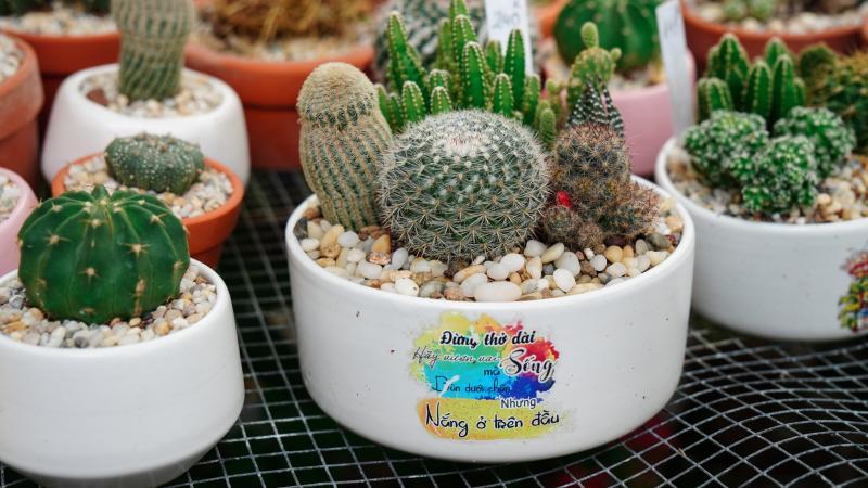 9 Địa chỉ mua xương rồng đẹp nhất tại Đà Nẵng