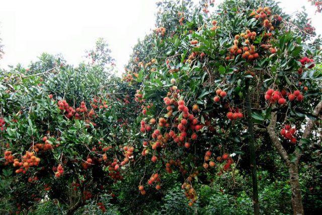 Top 14 Vườn trái cây nổi tiếng tại Cần Thơ