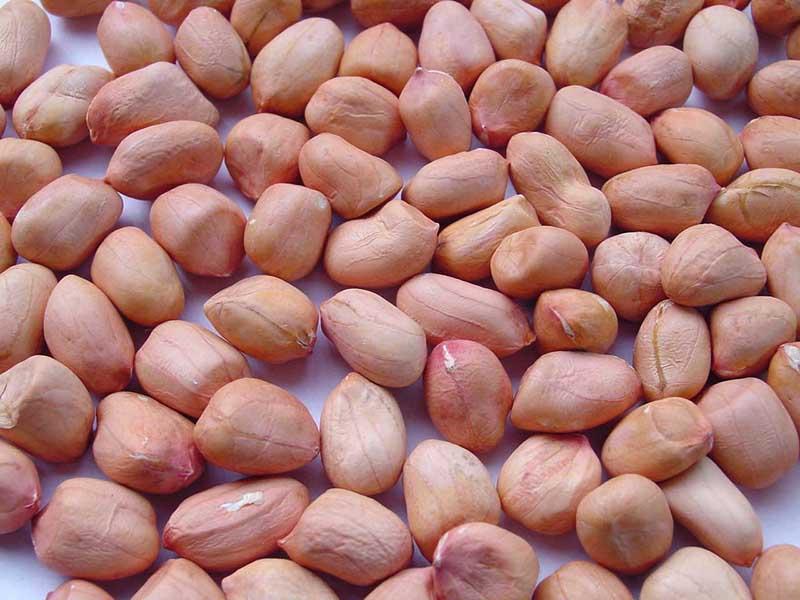 Peanut là gì? Những lợi ích sức khỏe tuyệt vời từ loại hạt nhỏ bé này