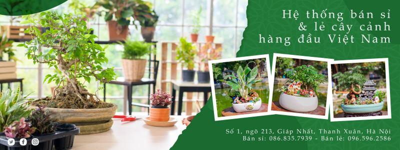 Top 10 địa chỉ cung cấp cây cảnh uy tín tại Hà Nội