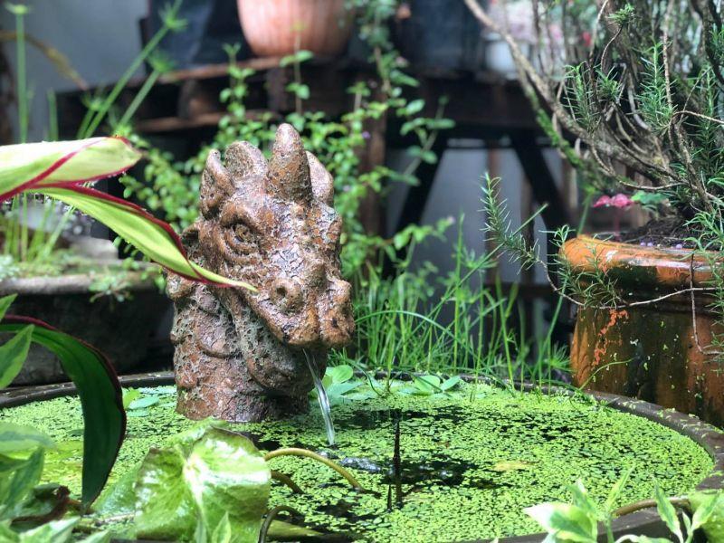 Top 6 Địa chỉ mua cây cảnh, tiểu cảnh đẹp và đáng tin cậy tại TP. Buôn Ma Thuột, Đắk Lắk