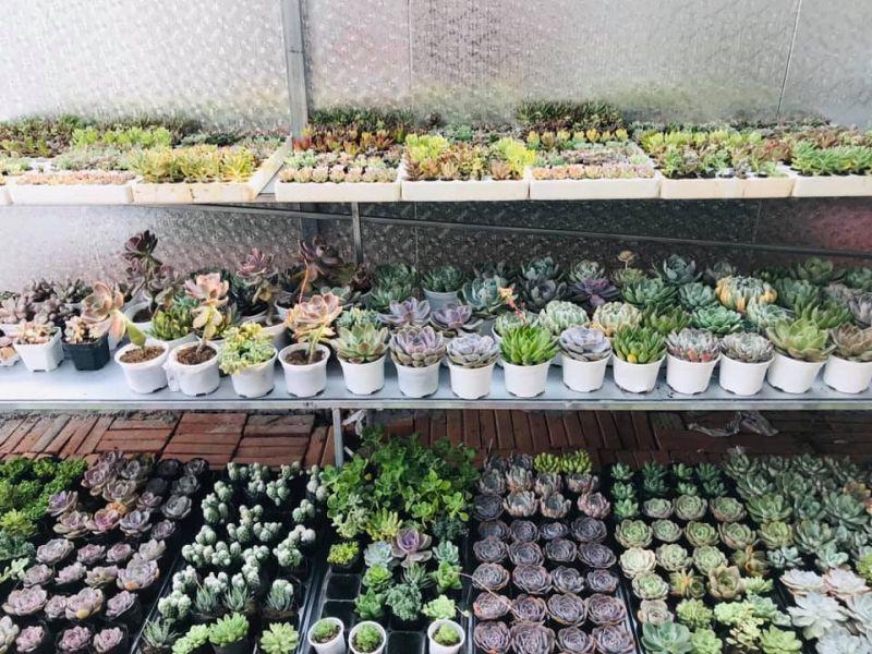 Top 7 địa chỉ bán cây cảnh, tiểu cảnh uy tín nhất Bắc Ninh