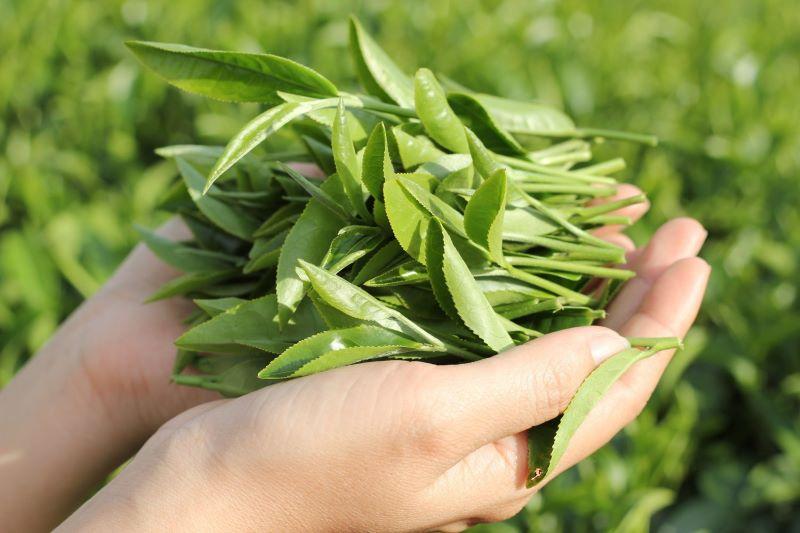 Chỉ cần sử dụng trà xanh tươi, bạn sẽ sở hữu làn da mềm mại, sáng mịn và không sợ bị tác động của ánh nắng mặt trời.