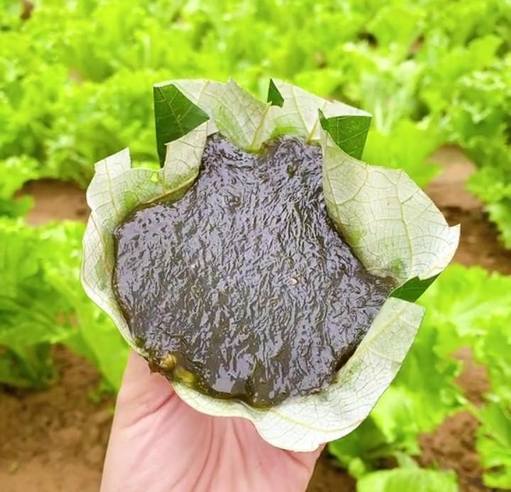 6 Địa chỉ thưởng thức bánh đúc rau câu ngon nhất tại Quảng Trị