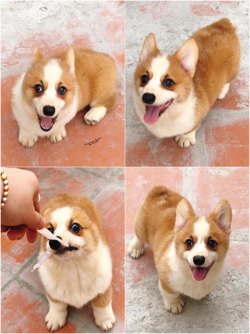 6 Địa chỉ mua chó Corgi uy tín tại Hà Nội