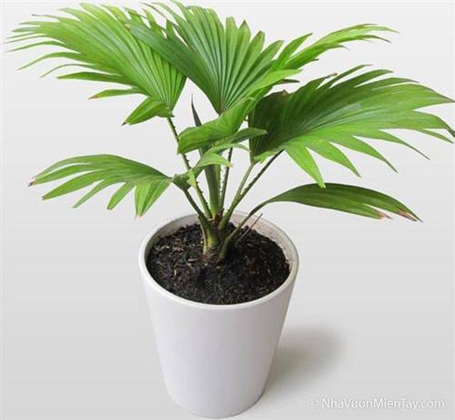 Top 15 Loại cây cảnh giúp thanh lọc không khí và khử độc hiệu quả cho ngôi nhà của bạn
