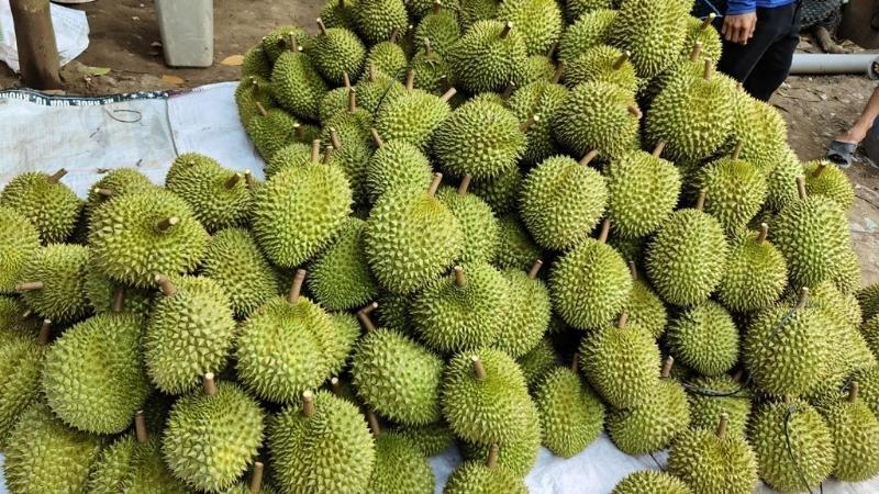 Mùa sầu riêng thường rơi vào tháng mấy? Khi nào bắt đầu và kết thúc?