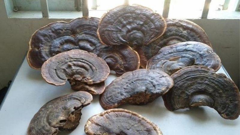 Có nên bảo quản nấm linh chi trong tủ lạnh? 4 phương pháp giúp nấm linh chi luôn tươi mới