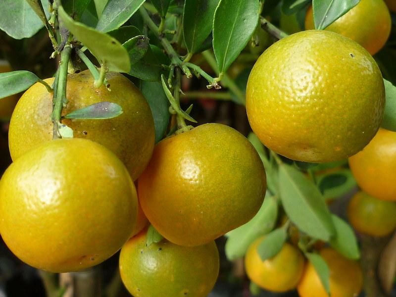 Cách pha chế nước tắc muối thơm ngon, đậm đà như tình yêu xưa