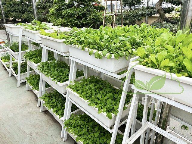 Top 5 đơn vị thi công vườn rau sạch tại nhà uy tín nhất Hà Nội