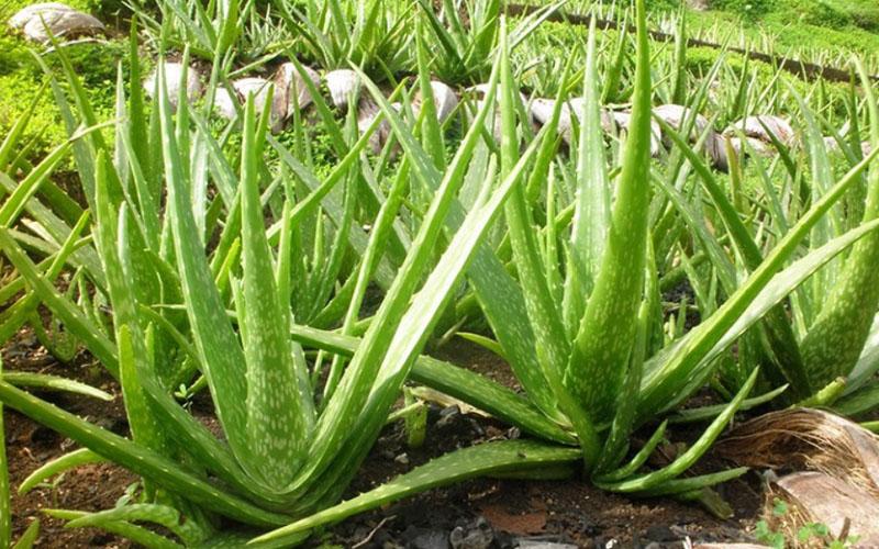 10 loại cây tạo oxy vào ban đêm, giúp không gian phòng ngủ luôn trong lành
