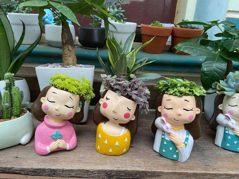 Top 10 Địa chỉ bán sen đá đẹp tại TP. Buôn Ma Thuột, Đắk Lắk