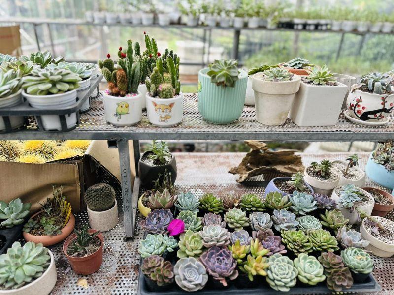Top 5 địa chỉ bán sen đá đẹp nhất tại Thanh Hóa