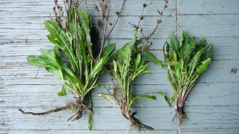 Cà phê Chicory là gì? Có thể thay thế cà phê truyền thống không?