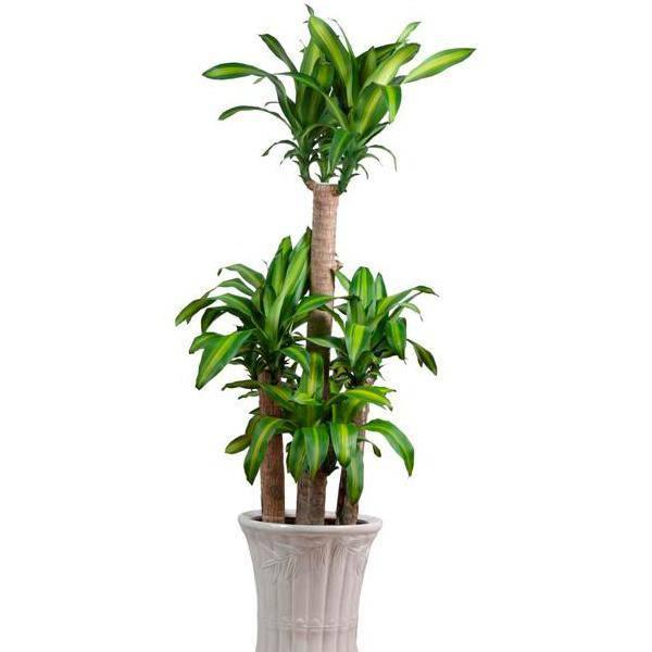 Top 15 Loại cây cảnh được yêu thích và phổ biến nhất tại Việt Nam