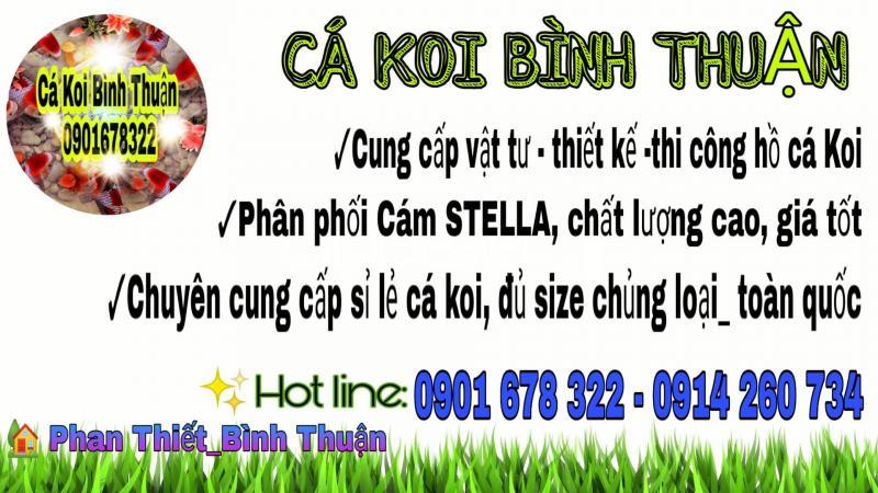 Top 5 Địa chỉ bán cá cảnh và bể cá cảnh đẹp, uy tín tại Bình Thuận