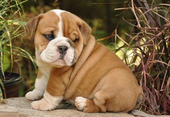 Top 4 địa chỉ tin cậy để mua Bulldog Anh tại Hà Nội