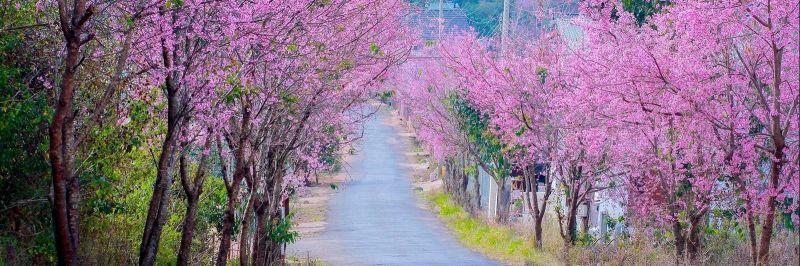 Top 7 địa điểm ngắm hoa anh đào đẹp nhất tại Đà Lạt