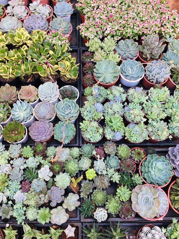 Top 7 Địa chỉ bán sen đá đẹp nhất TP. Pleiku, Gia Lai