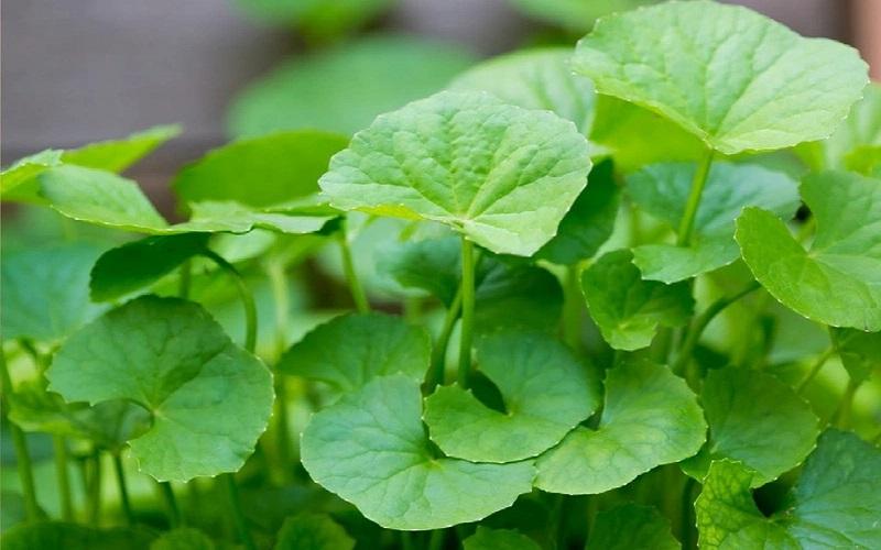 Sau sinh ăn rau má có lợi hay không? Những điều mẹ cần biết