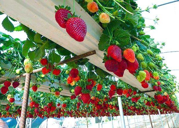 Top 10 đặc sản ngon nổi tiếng nhất ở Mộc Châu