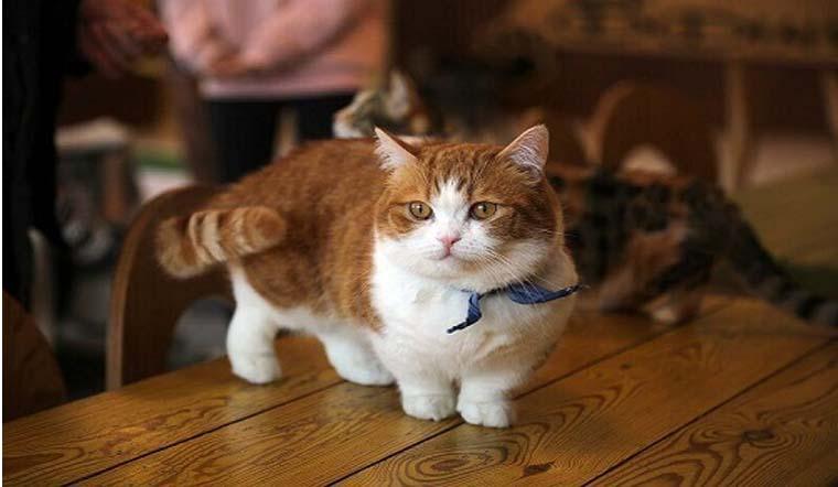 Top 10 Giống Mèo Cảnh Được Nuôi Phổ Biến Nhất Tại Việt Nam