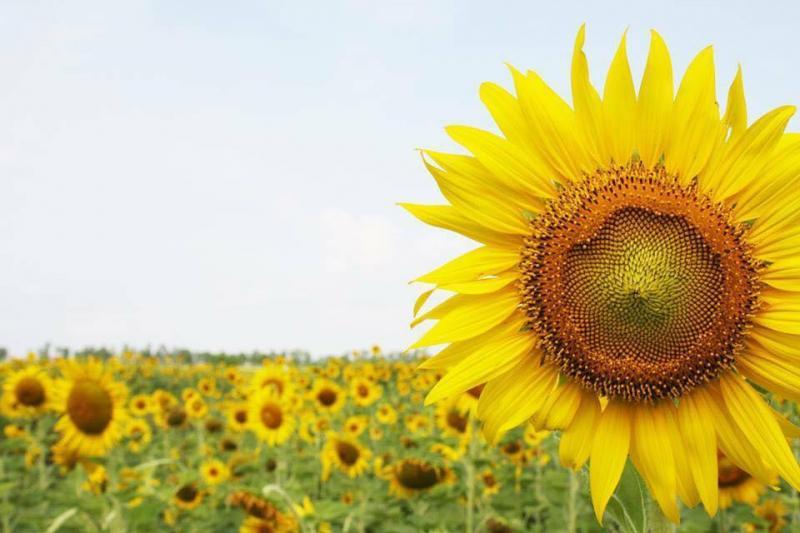 Top 8 Điểm đến yêu thích của các cặp đôi trẻ tại Thái Bình