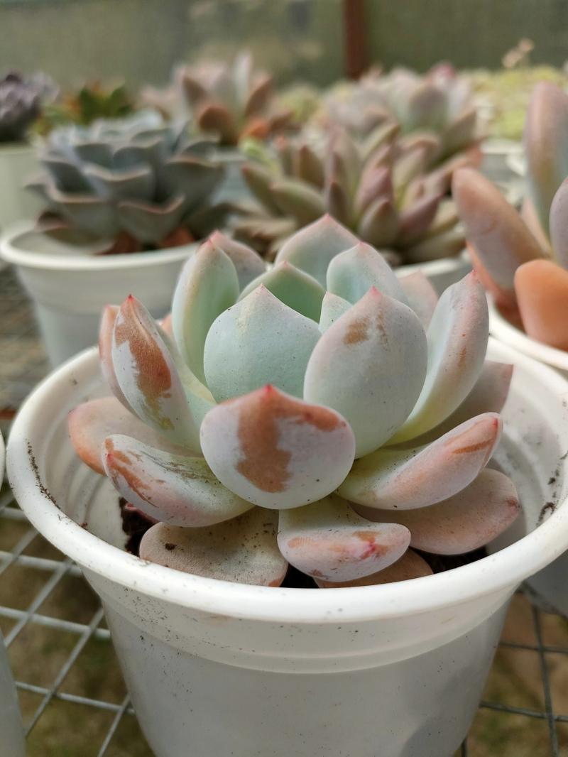 Top 10 Địa Chỉ Bán Sen Đá Đẹp Nhất Tại Đà Lạt