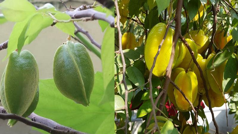 Khám phá ý nghĩa và cách trồng cây khế theo phong thủy