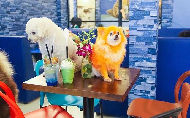 Top 6 quán cà phê thú cưng hấp dẫn nhất tại Đà Nẵng