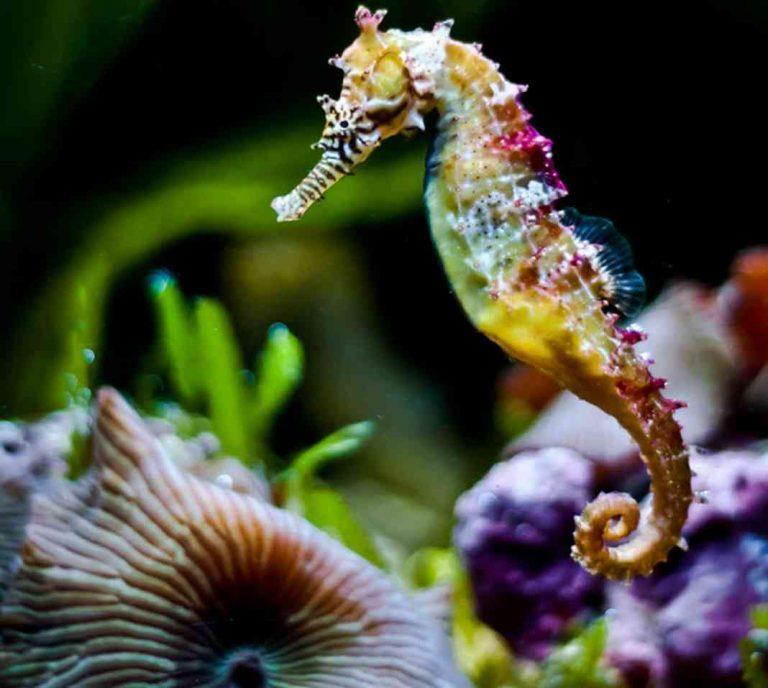Top 14 Sự Thật Thú Vị Về Loài Cá Ngựa