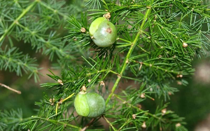 Khám phá cây thủy tùng: Ý nghĩa phong thủy, hình ảnh đẹp và kỹ thuật trồng, chăm sóc tại nhà