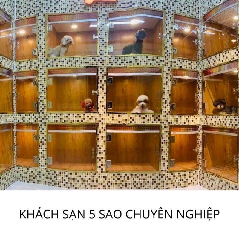 4 Khách sạn thú cưng chất lượng hàng đầu Quận 5, TP.HCM