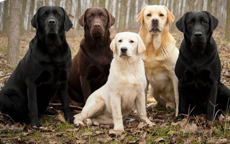 Labrador Retriever: Hành trình khám phá từ nguồn gốc, đặc điểm ấn tượng đến bí quyết nuôi dưỡng và giá cả