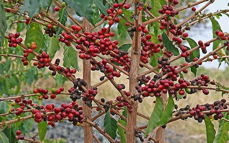 Khám phá sự khác biệt giữa cà phê Arabica và Robusta: Loại nào là lựa chọn hoàn hảo cho bạn?