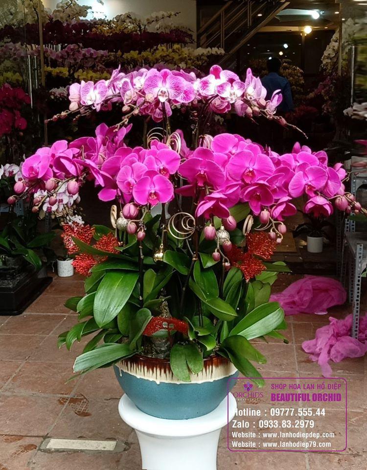 Top 11 địa chỉ bán lan hồ điệp đẹp nhất tại Hà Nội