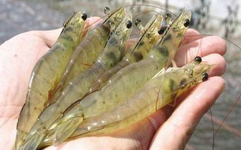 Bí quyết luộc tôm ngọt, thơm mà không phải ai cũng rành