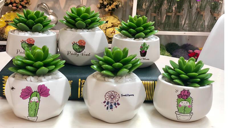 Top 10 địa chỉ mua sen đá đẹp và giá tốt nhất tại TP.HCM
