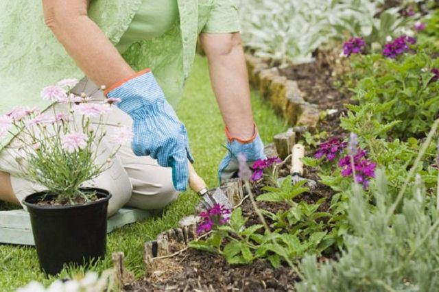 Top 4 Dịch Vụ Chăm Sóc Cây Xanh và Cảnh Quan Chuyên Nghiệp Tại Thanh Hóa