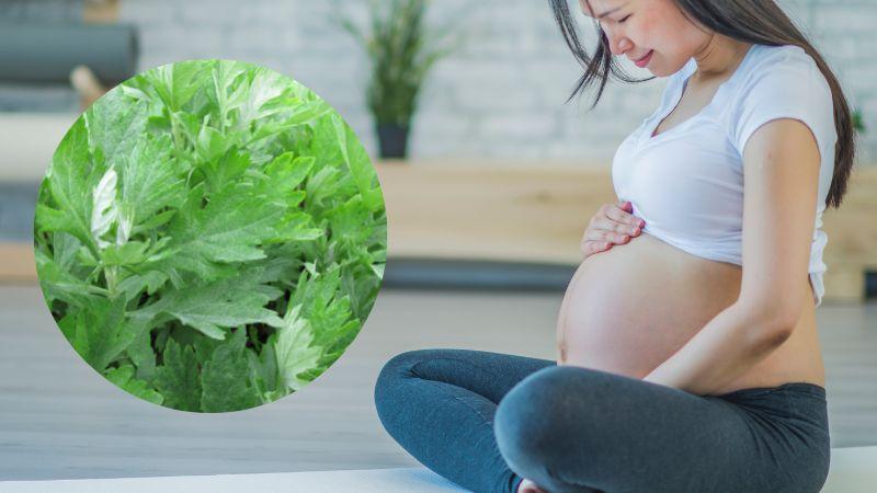 Ngải cứu và phụ nữ mang thai: Lợi ích, tác hại và những điều cần lưu ý