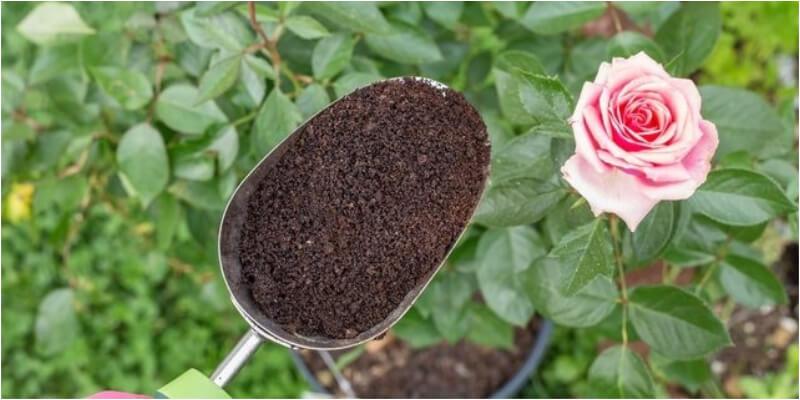 Bất ngờ với những lợi ích tuyệt vời của bã cà phê dành cho cây trồng