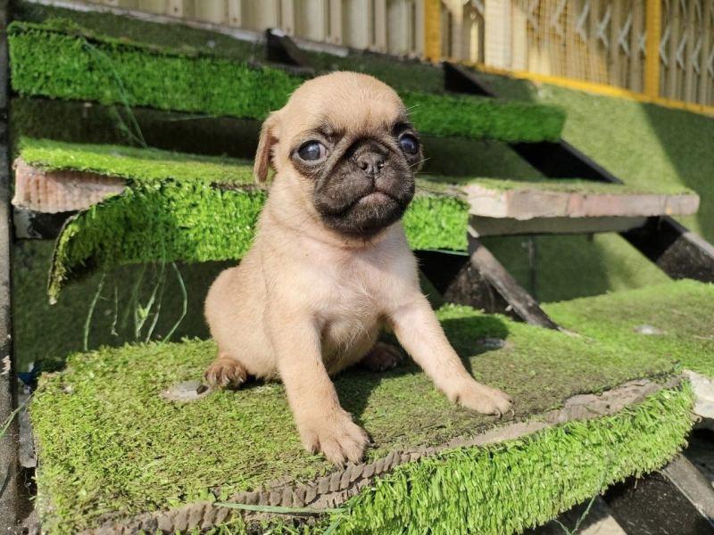 Top 5 Địa chỉ bán chó cảnh đáng tin cậy và chất lượng nhất tại Cần Thơ