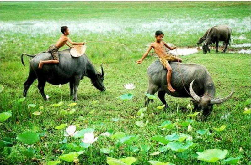 Top 12 bài văn thuyết minh về hình ảnh con trâu trong làng quê Việt Nam lớp 9 đặc sắc nhất