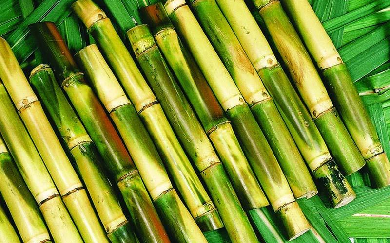 Mẹo chọn mía: 10 cây như một – vừa ngọt dịu vừa căng tràn nước