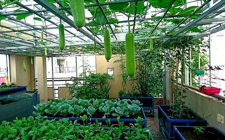 Top 5 địa chỉ cung cấp dịch vụ trồng rau sạch tại nhà uy tín nhất Đà Nẵng